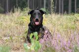 BEAUCERON 411